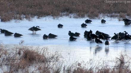 Blackwater Wildlife Refuge Waterfowl Live Webcam - Dec 9, 2025, 7:49am EST