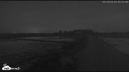 Blackwater Wildlife Refuge Waterfowl Live Webcam - May 19, 2026, 2:40am EDT