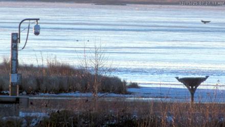 Blackwater Wildlife Refuge Waterfowl Live Webcam - Dec 15, 2025, 7:25am EST