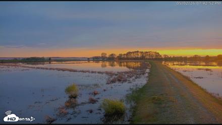 Blackwater Wildlife Refuge Waterfowl Live Webcam - May 2, 2026, 7:43pm EDT