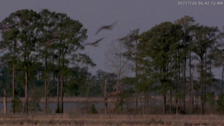 Blackwater Wildlife Refuge Waterfowl Live Webcam - Jan 17, 2026, 6:42am EST