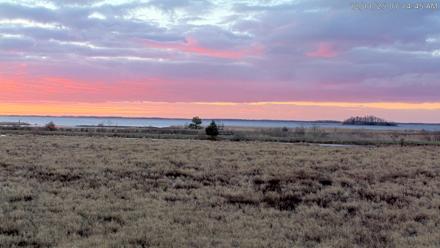 Blackwater Wildlife Refuge Waterfowl Live Webcam - Dec 11, 2025, 7:12am EST
