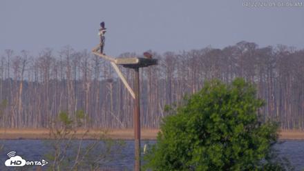 Blackwater Wildlife Refuge Waterfowl Live Webcam - Apr 22, 2026, 9:01am EDT