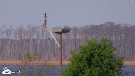 Blackwater Wildlife Refuge Waterfowl Live Webcam - Apr 22, 2026, 9:02am EDT