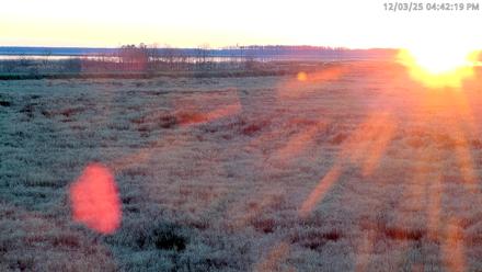 Blackwater Wildlife Refuge Waterfowl Live Webcam - Dec 3, 2025, 4:42pm EST