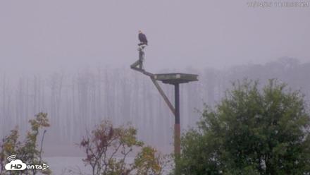 Blackwater Wildlife Refuge Waterfowl Live Webcam - Oct 4, 2026, 11:04am EDT