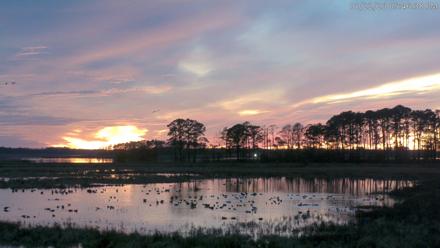 Blackwater Wildlife Refuge Waterfowl Live Webcam - Jan 22, 2026, 5:47pm EST