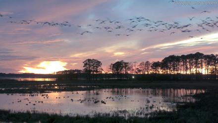 Blackwater Wildlife Refuge Waterfowl Live Webcam - Jan 22, 2026, 5:50pm EST