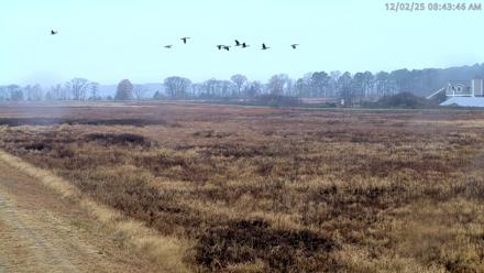 Blackwater Wildlife Refuge Waterfowl Live Webcam - Dec 2, 2025, 8:42am EST