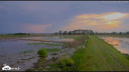 Blackwater Wildlife Refuge Waterfowl Live Webcam - May 27, 2026, 7:49pm EDT
