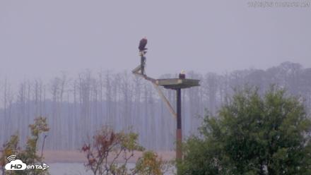 Blackwater Wildlife Refuge Waterfowl Live Webcam - Oct 3, 2026, 11:00am EDT