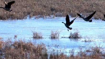 Blackwater Wildlife Refuge Waterfowl Live Webcam - Nov 29, 2025, 7:48am EST