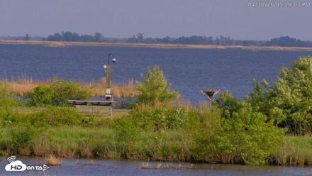 Blackwater Wildlife Refuge Waterfowl Live Webcam - Apr 30, 2026, 5:26pm EDT