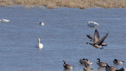 Blackwater Wildlife Refuge Waterfowl Live Webcam - Dec 27, 2025, 12:47pm EST