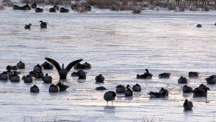 Blackwater Wildlife Refuge Waterfowl Live Webcam - Dec 30, 2025, 7:51am EST