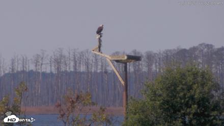 Blackwater Wildlife Refuge Waterfowl Live Webcam - Oct 8, 2026, 11:02am EDT