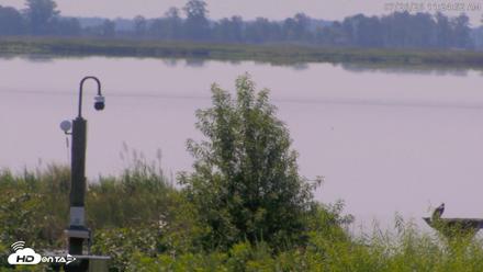 Blackwater Wildlife Refuge Waterfowl Live Webcam - Jul 26, 2026, 11:25am EDT