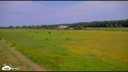 Blackwater Wildlife Refuge Waterfowl Live Webcam - Jul 5, 2026, 10:06am EDT