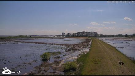 Blackwater Wildlife Refuge Waterfowl Live Webcam - May 8, 2026, 4:45pm EDT