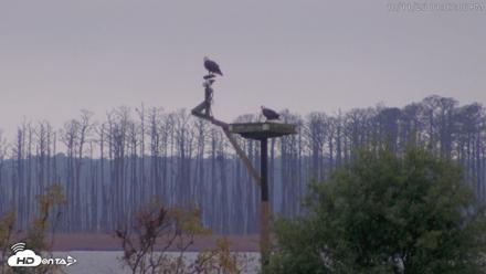 Blackwater Wildlife Refuge Waterfowl Live Webcam - Oct 11, 2026, 1:07pm EDT
