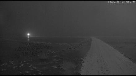 Blackwater Wildlife Refuge Waterfowl Live Webcam - Feb 22, 2026, 10:18pm EST
