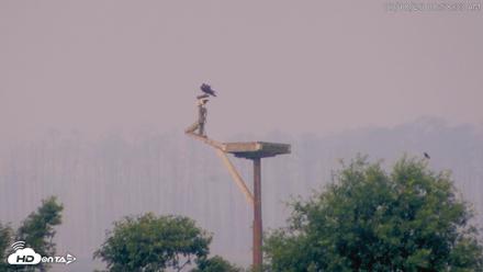 Blackwater Wildlife Refuge Waterfowl Live Webcam - Jul 18, 2026, 8:59am EDT