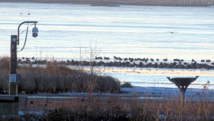 Blackwater Wildlife Refuge Waterfowl Live Webcam - Dec 16, 2025, 7:30am EST