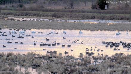 Blackwater Wildlife Refuge Waterfowl Live Webcam - Dec 27, 2025, 7:40am EST
