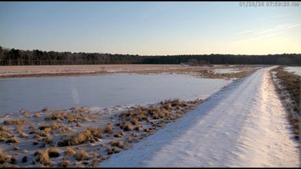 Blackwater Wildlife Refuge Waterfowl Live Webcam - Jan 28, 2026, 8:00am EST