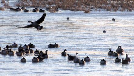 Blackwater Wildlife Refuge Waterfowl Live Webcam - Dec 30, 2025, 7:47am EST