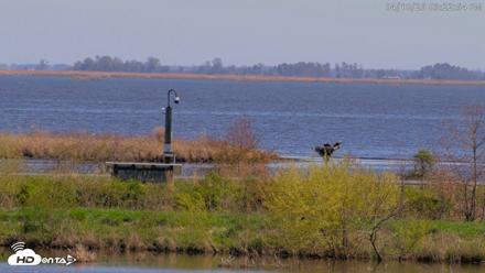 Blackwater Wildlife Refuge Waterfowl Live Webcam - Apr 10, 2026, 3:23pm EDT
