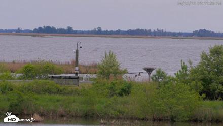 Blackwater Wildlife Refuge Waterfowl Live Webcam - Apr 28, 2026, 1:22pm EDT
