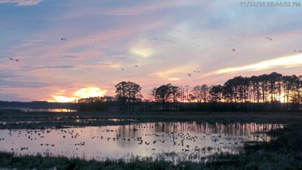 Blackwater Wildlife Refuge Waterfowl Live Webcam - Jan 22, 2026, 5:46pm EST