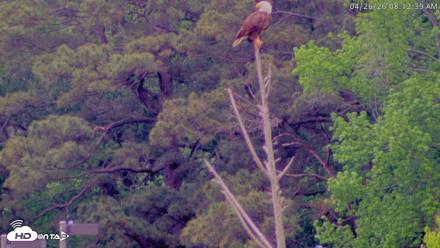 Blackwater Wildlife Refuge Waterfowl Live Webcam - Apr 26, 2026, 8:13am EDT