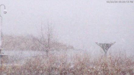 Blackwater Wildlife Refuge Waterfowl Live Webcam - Feb 22, 2026, 5:21pm EST