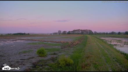 Blackwater Wildlife Refuge Waterfowl Live Webcam - Jun 2, 2026, 5:47am EDT