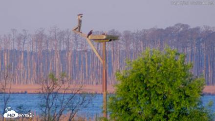 Blackwater Wildlife Refuge Waterfowl Live Webcam - Apr 18, 2026, 6:55am EDT