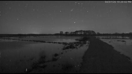 Blackwater Wildlife Refuge Waterfowl Live Webcam - Apr 7, 2026, 10:20pm EDT