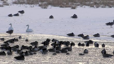 Blackwater Wildlife Refuge Waterfowl Live Webcam - Dec 31, 2025, 7:52am EST
