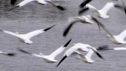 Blackwater Wildlife Refuge Waterfowl Live Webcam - Feb 22, 2026, 7:52am EST