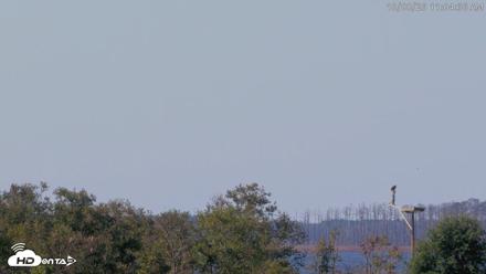 Blackwater Wildlife Refuge Waterfowl Live Webcam - Oct 8, 2026, 11:05am EDT