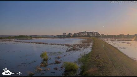 Blackwater Wildlife Refuge Waterfowl Live Webcam - May 3, 2026, 7:12pm EDT