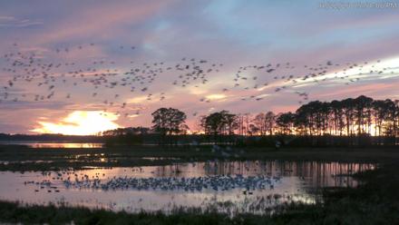 Blackwater Wildlife Refuge Waterfowl Live Webcam - Jan 22, 2026, 5:51pm EST