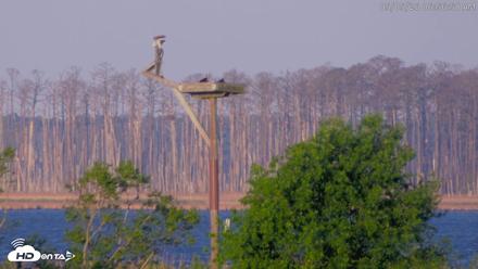 Blackwater Wildlife Refuge Waterfowl Live Webcam - May 5, 2026, 6:57am EDT