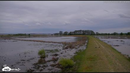 Blackwater Wildlife Refuge Waterfowl Live Webcam - May 7, 2026, 10:39am EDT