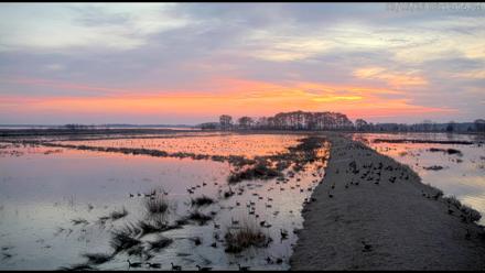 Blackwater Wildlife Refuge Waterfowl Live Webcam - Mar 5, 2026, 6:13pm EST