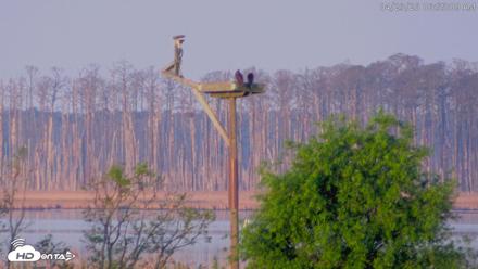 Blackwater Wildlife Refuge Waterfowl Live Webcam - Apr 23, 2026, 6:55am EDT
