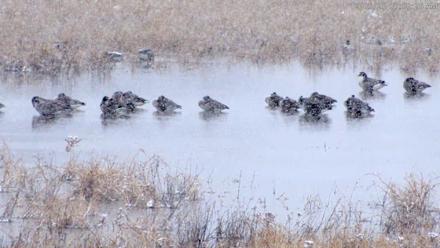 Blackwater Wildlife Refuge Waterfowl Live Webcam - Dec 5, 2025, 7:48am EST