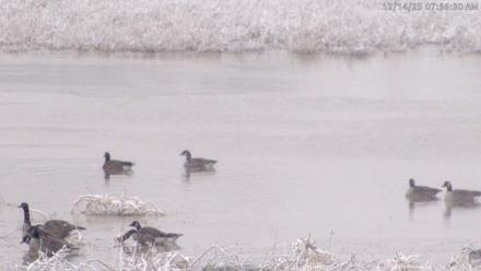 Blackwater Wildlife Refuge Waterfowl Live Webcam - Dec 14, 2025, 7:54am EST