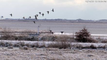 Blackwater Wildlife Refuge Waterfowl Live Webcam - Dec 14, 2025, 12:18pm EST